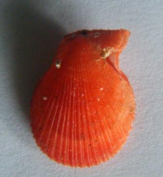 Chlamys multistriata?